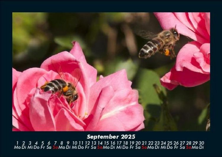 Produktbild: Rosen-Kalender 2025 Fotokalender DIN A5