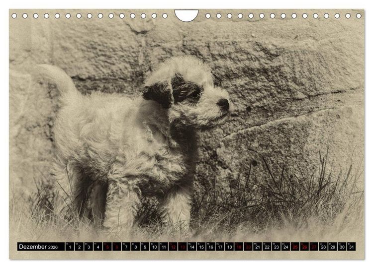 Produktbild: Parson Jack Russel Welpen (Wandkalender 2026 DIN A4 quer), CALVENDO Monatskalender