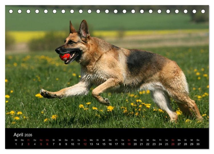 Produktbild: Mit dem Deutschen Sch&auml;ferhund durch's Jahr (Tischkalender 2026 DIN A5 quer), CALVENDO Monatskalender