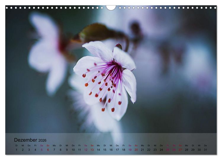 Produktbild: Bl&uuml;tenrausch - Mit Fr&uuml;hlingsgef&uuml;hlen durchs ganze Jahr (Wandkalender 2026 DIN A3 quer), CALVENDO Monatskalender