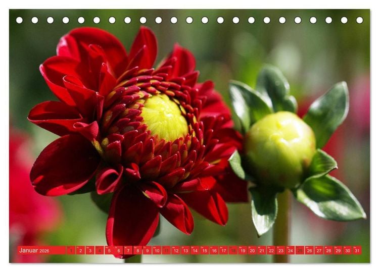 Produktbild: Wunderbare Dahlienwelt (Tischkalender 2026 DIN A5 quer), CALVENDO Monatskalender