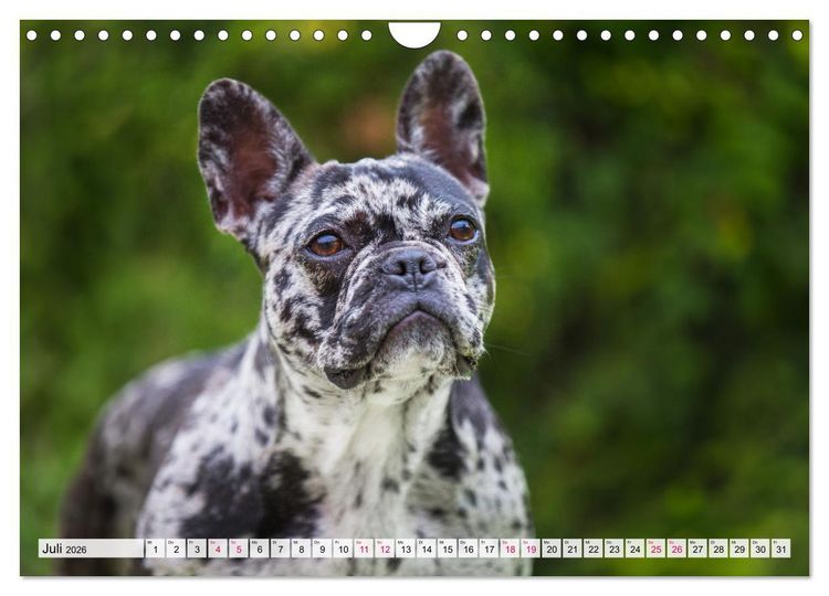Produktbild: Kleine Helden - Franz&ouml;sische Bulldoggen (Wandkalender 2026 DIN A4 quer), CALVENDO Monatskalender