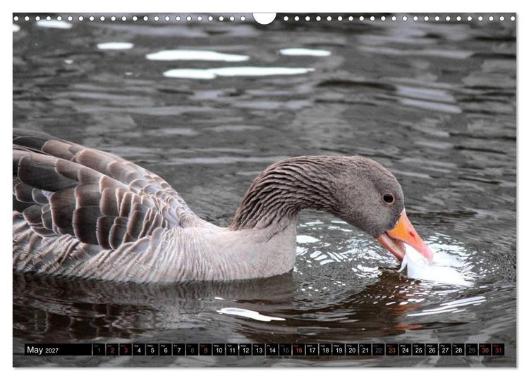Produktbild: Lovely Water Birds (Wall Calendar 2027 DIN A3 landscape), CALVENDO 12 Month Wall Calendar
