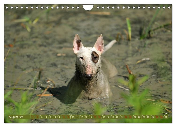 Produktbild: Bullterrier, Powerpakete auf 4 Pfoten (Wandkalender 2026 DIN A4 quer), CALVENDO Monatskalender