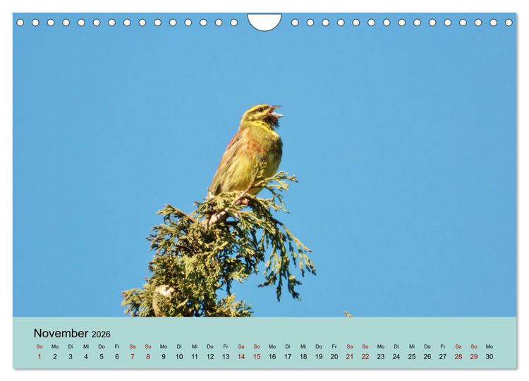 Produktbild: Flamingo und Co - Faszinierende Vogelwelt S&uuml;dfrankreichs (Wandkalender 2026 DIN A4 quer), CALVENDO Monatskalender