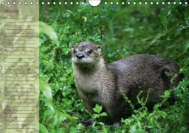 Produktbild: Fischotter Geburtstagskalender (Wandkalender immerw&auml;hrend DIN A4 quer)