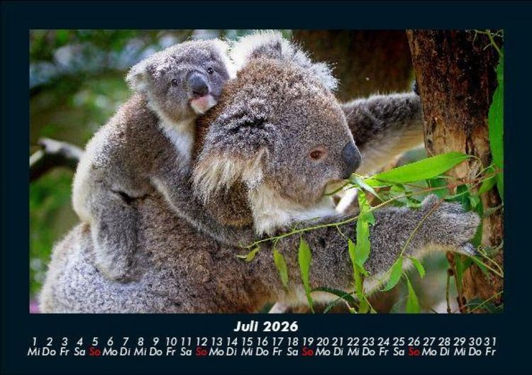 Produktbild: Koala 2026 Fotokalender DIN A5