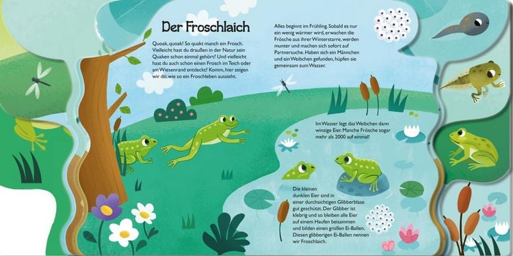 Produktbild: Von der kleinen Kaulquappe zum Frosch