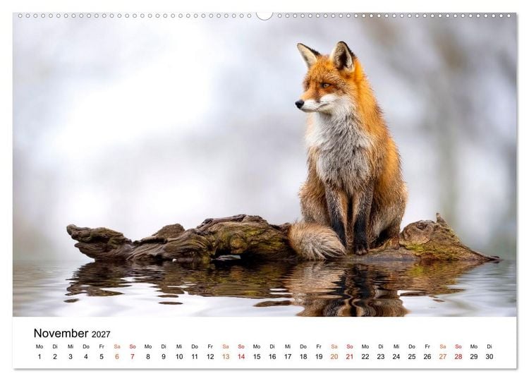 Produktbild: F&uuml;chse - Wanderer durch Moos und Farn (Wandkalender 2027 DIN A2 quer), CALVENDO Monatskalender