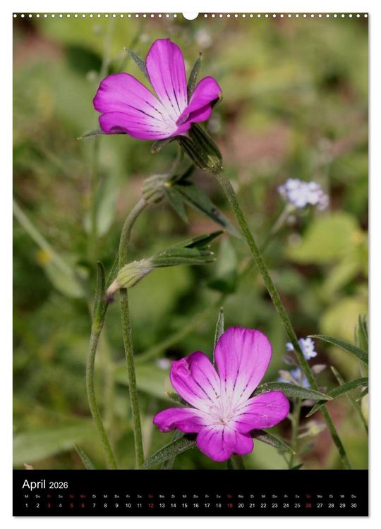 Produktbild: Seltene Wildblumen (hochwertiger Premium Wandkalender 2026 DIN A2 hoch), Kunstdruck in Hochglanz