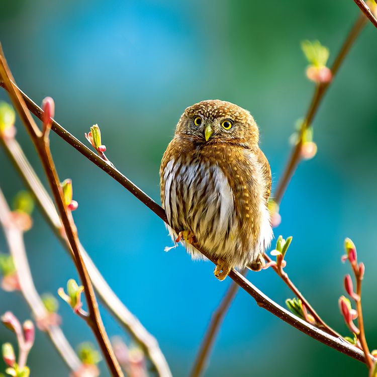 Produktbild: Magic Owls 2024
