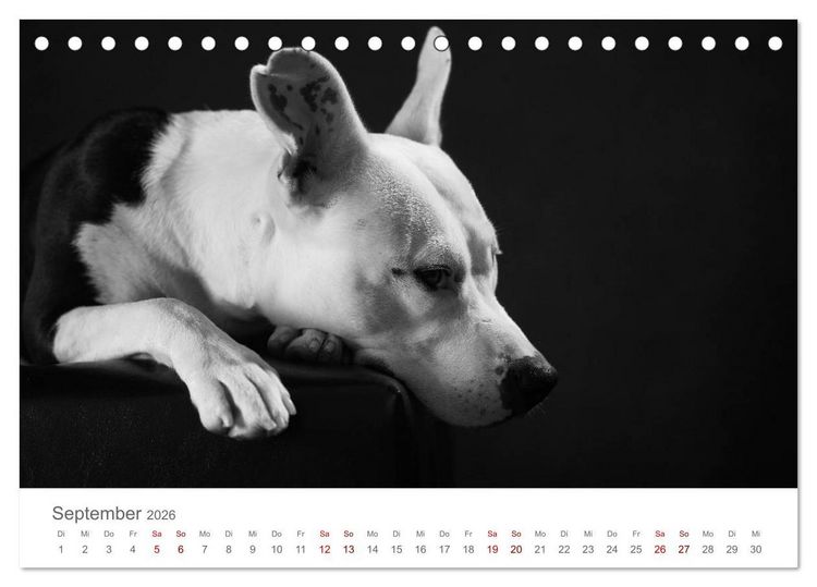Produktbild: Hundeportraits Fine Art (Tischkalender 2026 DIN A5 quer), CALVENDO Monatskalender
