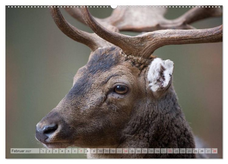 Produktbild: Emotionale Momente: Das Damwild. (hochwertiger Premium Wandkalender 2027 DIN A2 quer), Kunstdruck in Hochglanz