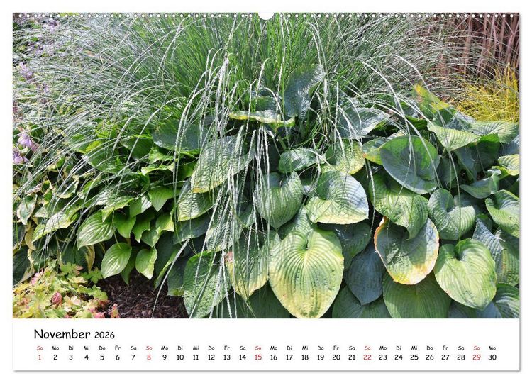 Produktbild: Mein Garten Eine Leidenschaft (Wandkalender 2026 DIN A2 quer), CALVENDO Monatskalender