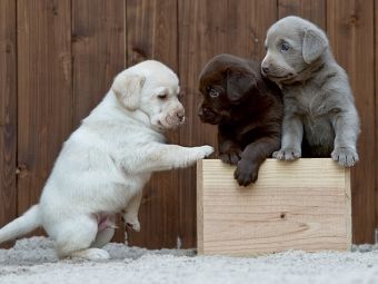 Produktbild: CALVENDO Puzzle Labrador Welpen Trio | 1000 Teile Lege-Gr&ouml;&szlig;e 64x48cm Foto-Puzzle f&uuml;r gl&uuml;ckliche Stunden