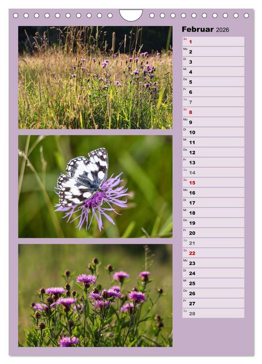 Produktbild: Farbenzauber, bunte Wiesen und bunte Falter (Wandkalender 2026 DIN A4 hoch), CALVENDO Monatskalender