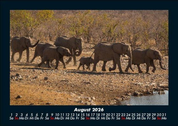 Produktbild: Der Elefantenkalender 2026 Fotokalender DIN A5