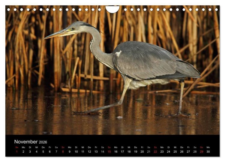 Produktbild: Aus dem Leben der Graureiher (Wandkalender 2026 DIN A4 quer), CALVENDO Monatskalender