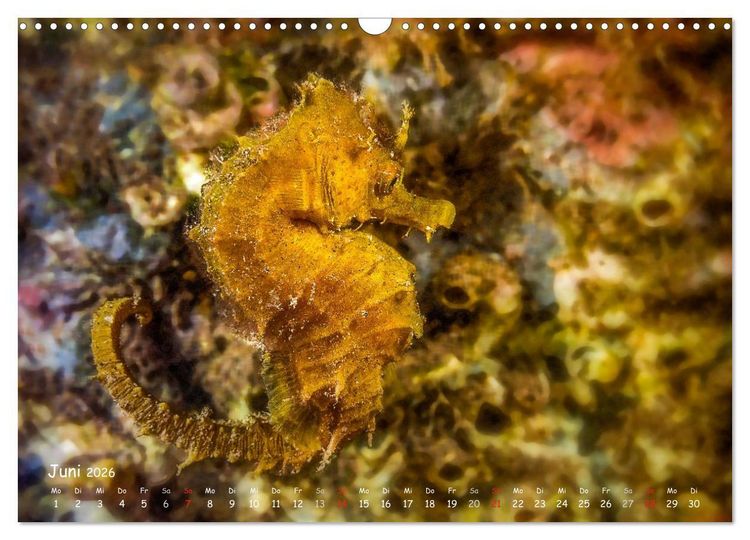 Produktbild: Hippocampus oder einfach nur Seepferdchen (Wandkalender 2026 DIN A3 quer), CALVENDO Monatskalender