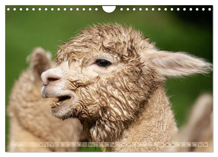 Produktbild: Alpakas im Portrait (Wandkalender 2026 DIN A4 quer), CALVENDO Monatskalender