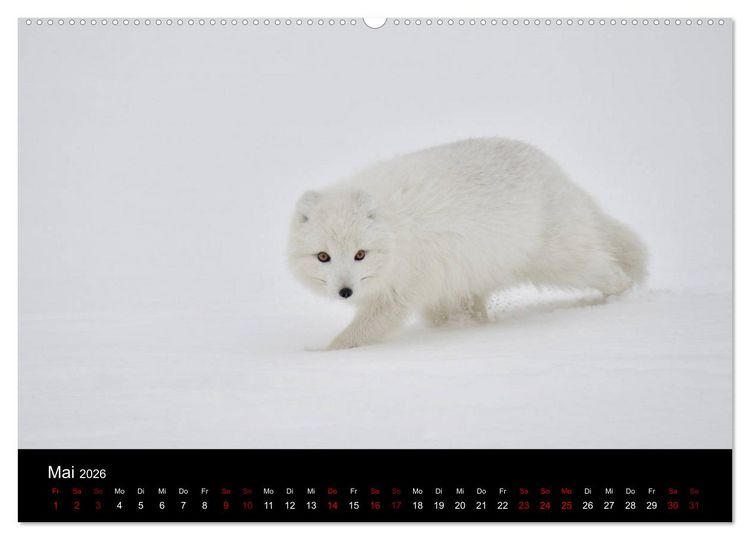 Produktbild: Polarfuchsstudien Wildlife (Wandkalender 2026 DIN A2 quer), CALVENDO Monatskalender