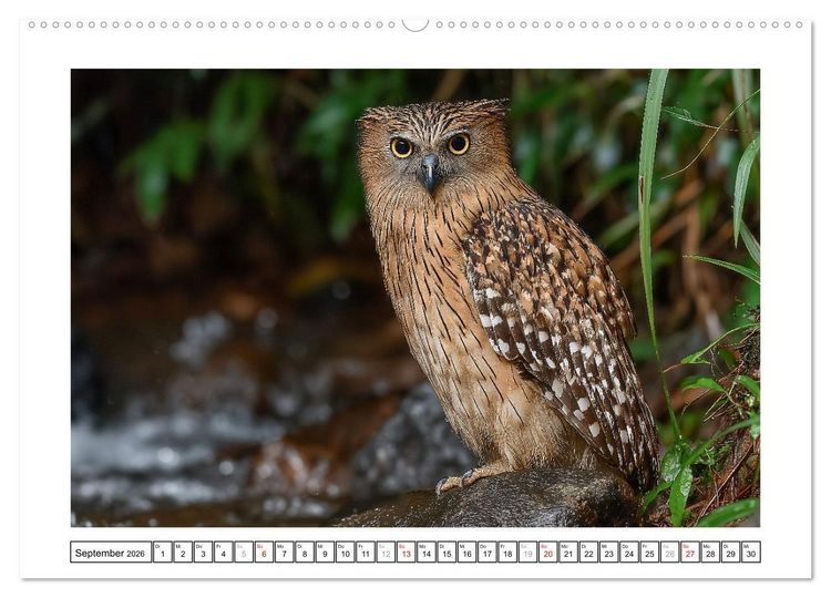 Produktbild: Eulen aus aller Welt - Faszinierende J&auml;ger der Nacht (hochwertiger Premium Wandkalender 2026 DIN A2 quer), Kunstdruck in Hochglanz