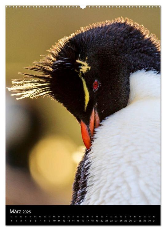Pinguin-Postkarten-Set – 3 Lustige Motive (Kaiser-, Königs-, Adeliepinguin), DIN A6