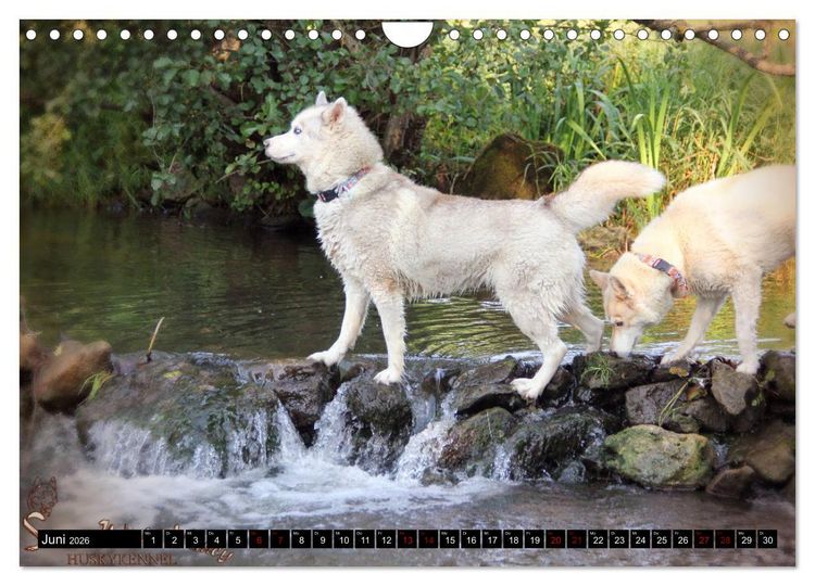 Produktbild: Faszination Husky (Wandkalender 2026 DIN A4 quer), CALVENDO Monatskalender