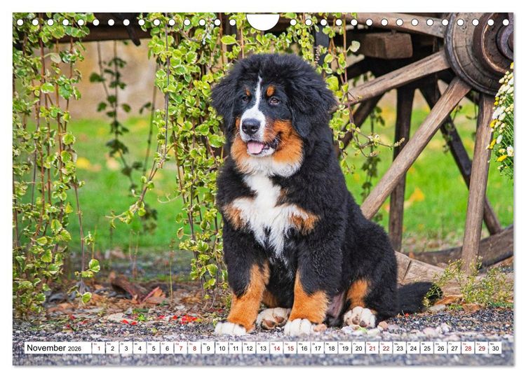 Produktbild: Berner Sennenhunde - Freunde f&uuml;r ein ganzes Leben (Wandkalender 2026 DIN A4 quer), CALVENDO Monatskalender