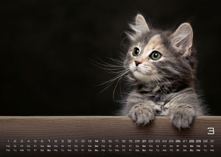 Produktbild: Miau Kids - kleine Tiger ganz gro&szlig; - Der Katzenkalender - 2027 - Kalender DIN A2