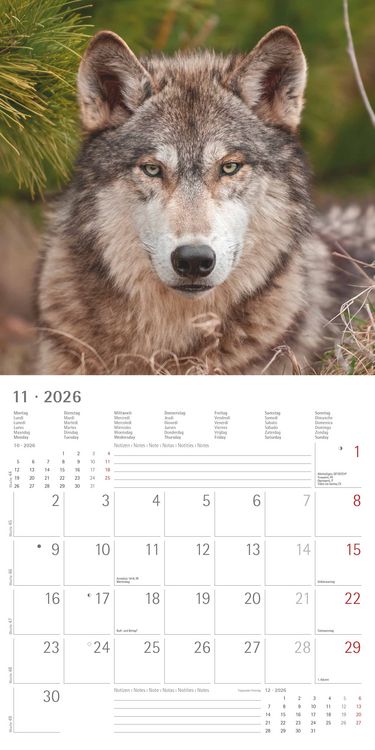 Produktbild: Wölfe 2026 - Broschürenkalender 30x30 cm (30x60 geöffnet) - Kalender mit Platz für Notizen - Wolves - Bildkalender - Wandplaner - Alpha Edition