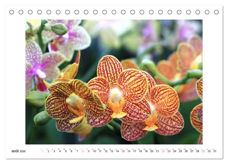 Produktbild: L'orchid&eacute;e Phalaenopsis (Calendrier de bureau 2026 DIN A5 vertical), CALVENDO calendrier mensuel