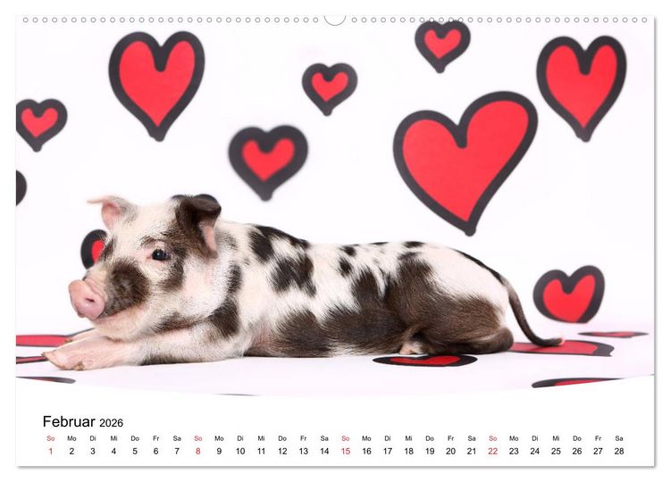 Produktbild: Niedliche Ferkel lovely piglets 2026 (hochwertiger Premium Wandkalender 2026 DIN A2 quer), Kunstdruck in Hochglanz