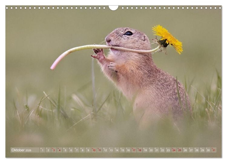 Produktbild: Zauberhafte Ziesel (Wandkalender 2026 DIN A3 quer), CALVENDO Monatskalender