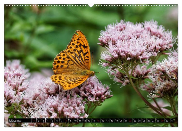 Produktbild: Allg&auml;u - Natur pur (hochwertiger Premium Wandkalender 2026 DIN A2 quer), Kunstdruck in Hochglanz