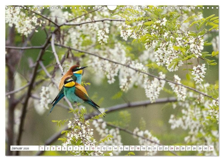 Produktbild: Bunte Flieger (Wandkalender 2026 DIN A3 quer), CALVENDO Monatskalender