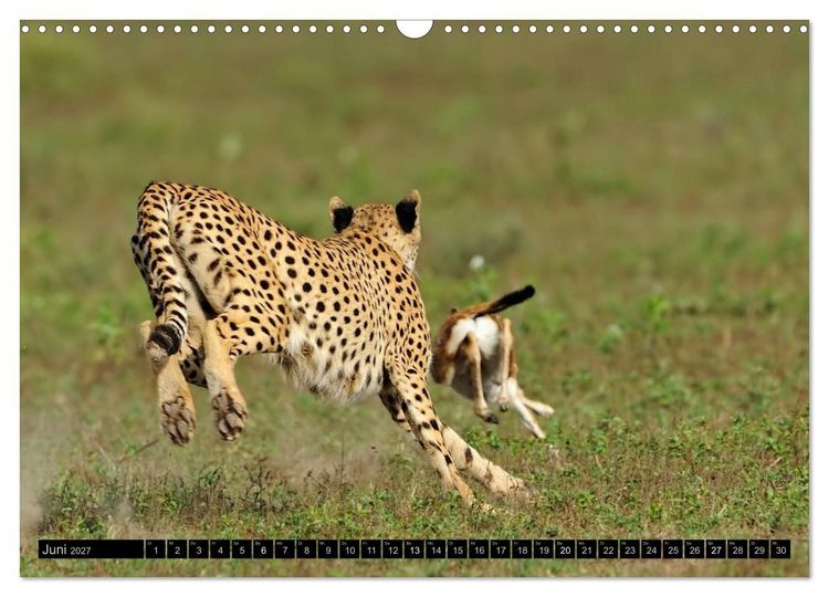 Produktbild: Magie des Augenblicks: Geparde - verschmuste Raubkatzen (Wandkalender 2027 DIN A3 quer), CALVENDO Monatskalender