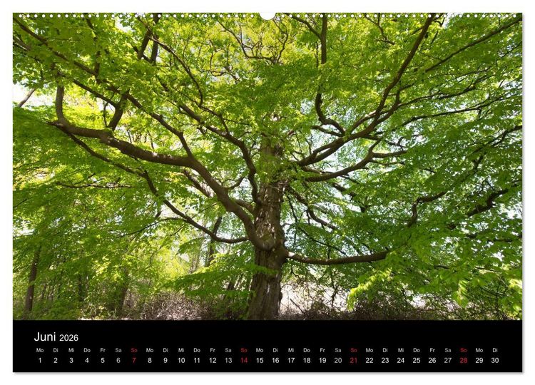 Produktbild: Mecklenburg - Vorpommern (Wandkalender 2026 DIN A2 quer), CALVENDO Monatskalender