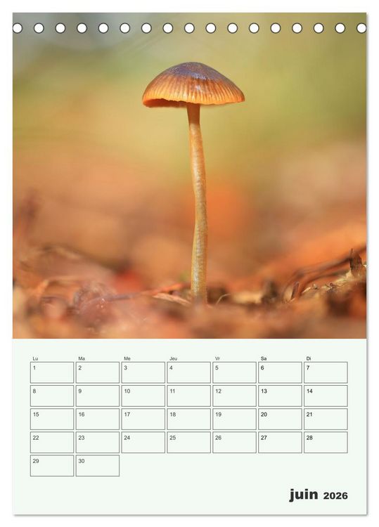 Produktbild: Champignons magiques - Beaut&eacute;s &eacute;ph&eacute;m&egrave;res (Calendrier de bureau 2026 DIN A5 horizontal), CALVENDO calendrier mensuel