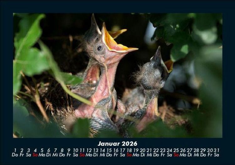 Produktbild: Vogelparadies 2026 Fotokalender DIN A5