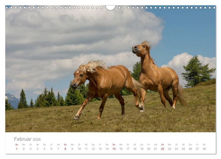Produktbild: Pferde - In nat&uuml;rlicher Umgebung (Wandkalender 2026 DIN A3 quer), CALVENDO Monatskalender