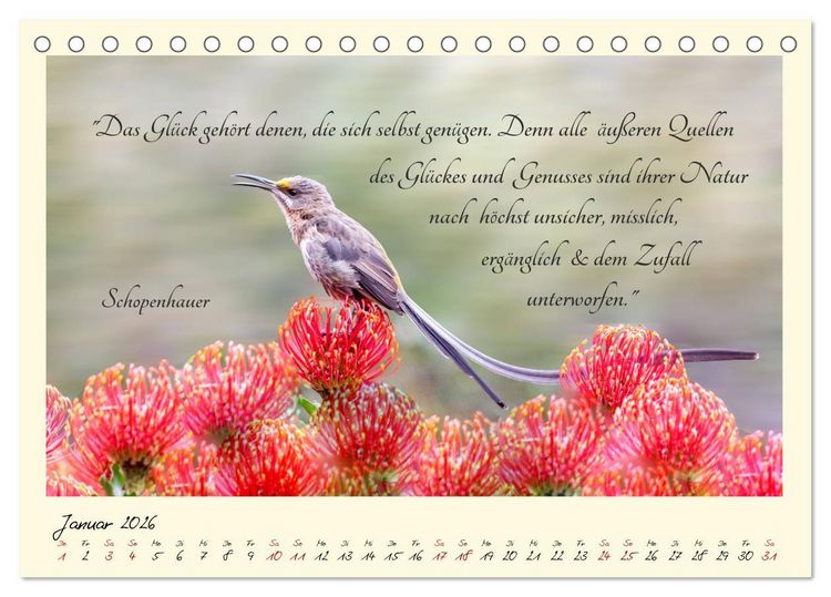 Produktbild: Gl&uuml;cksmomente Gl&uuml;cks-Zitate zu Fotos der gro&szlig;artigen s&uuml;dafrikanischen Tierwelt (Tischkalender 2026 DIN A5 quer), CALVENDO Monatskalender