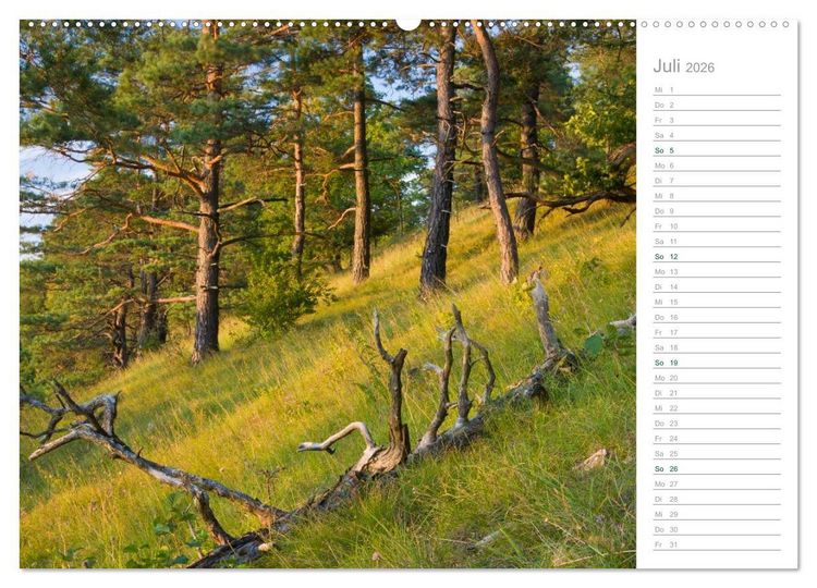 Produktbild: Im Deutschen Wald 2026 - ein Notizkalender (Wandkalender 2026 DIN A2 quer), CALVENDO Monatskalender