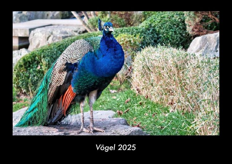 Produktbild: V&ouml;gel 2025 Fotokalender DIN A3