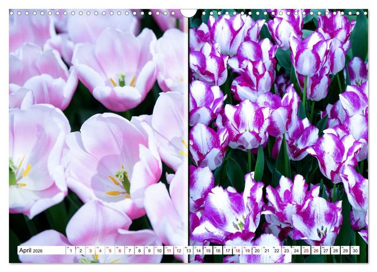 Produktbild: Tulpen - kunterbunte Collagen (Wandkalender 2026 DIN A3 quer), CALVENDO Monatskalender