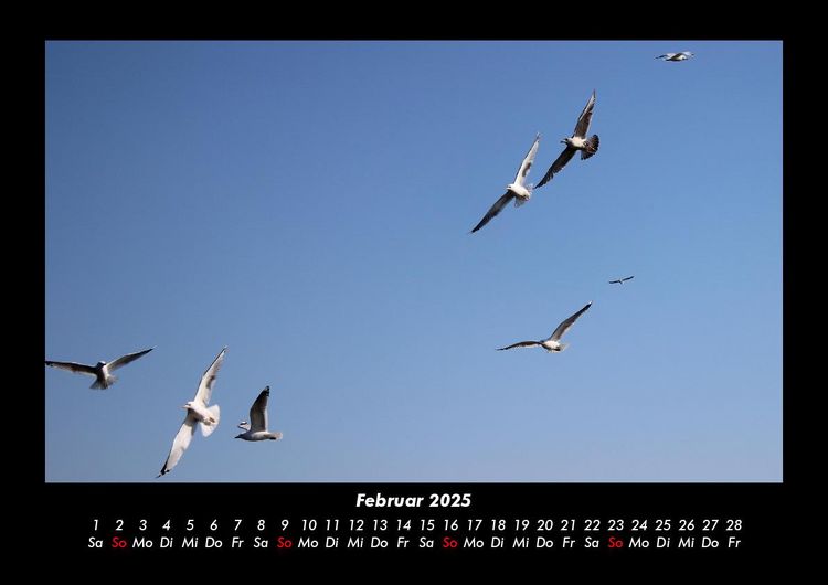 Produktbild: M&ouml;wen 2025 Fotokalender DIN A3