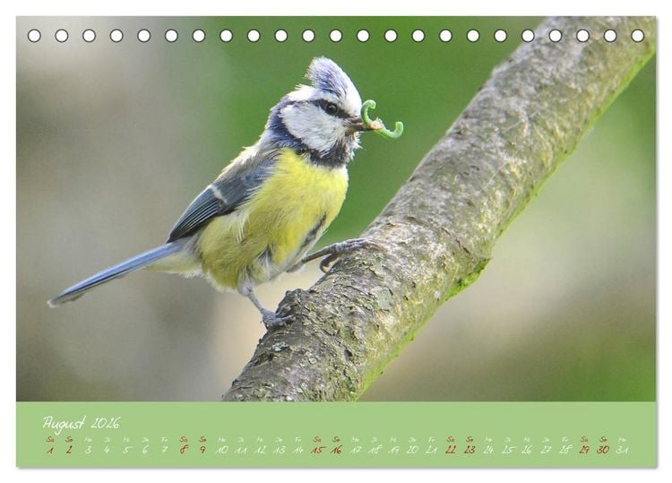 Produktbild: Die Blaumeise, Gast in unserem Garten (Tischkalender 2026 DIN A5 quer), CALVENDO Monatskalender