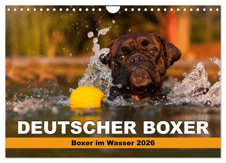 Produktbild: Deutscher Boxer - Boxer im Wasser 2026 (Wandkalender 2026 DIN A4 quer), CALVENDO Monatskalender