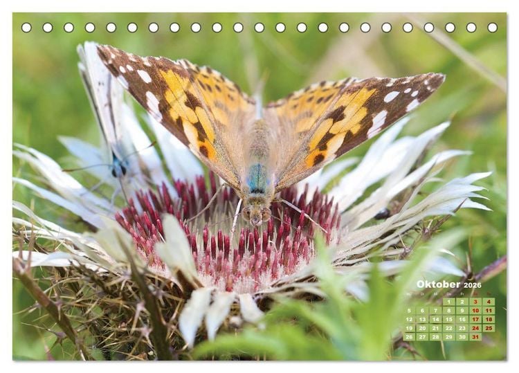 Produktbild: GEOclick Lernkalender: Portr&auml;ts einheimischer Schmetterlinge (Tischkalender 2026 DIN A5 quer), CALVENDO Monatskalender