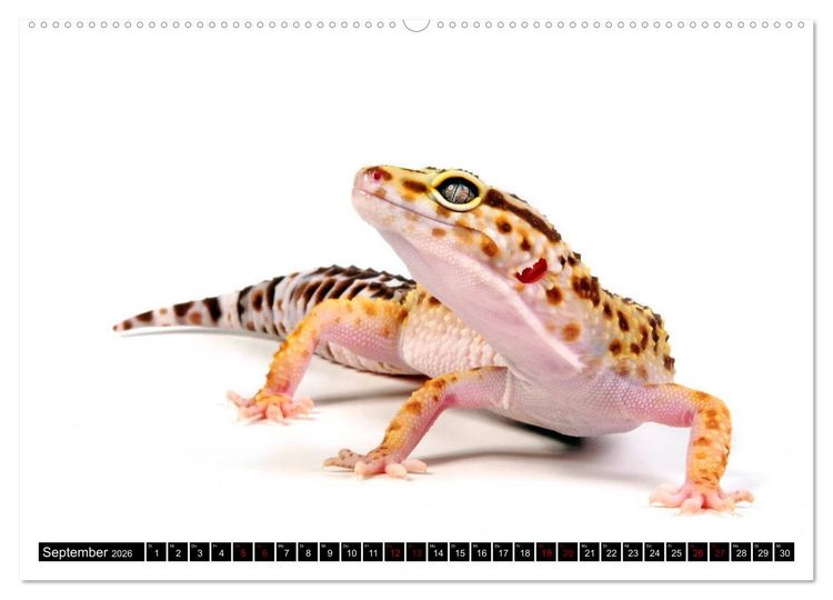 Produktbild: Amphibien und Reptilien (Wandkalender 2026 DIN A2 quer), CALVENDO Monatskalender